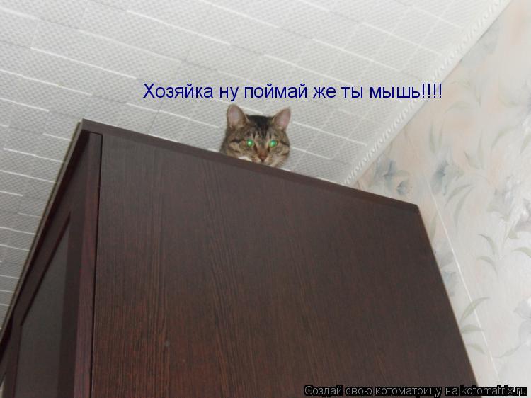 Котоматрица: Хозяйка ну поймай же ты мышь!!!!