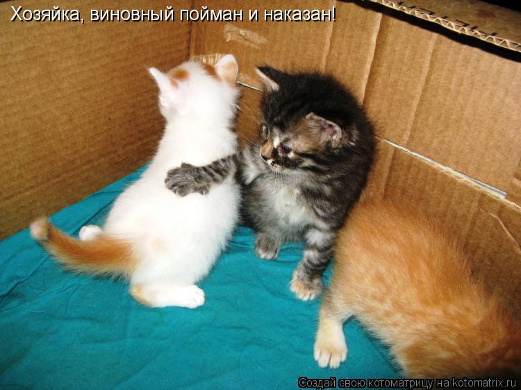 Котоматрица: Хозяйка, виновный пойман и наказан!