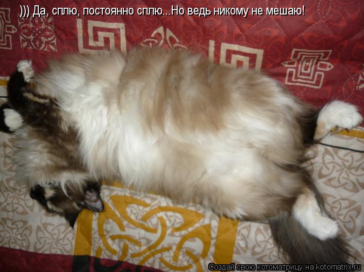 Котоматрица: ))) Да, сплю, постоянно сплю...Но ведь никому не мешаю!