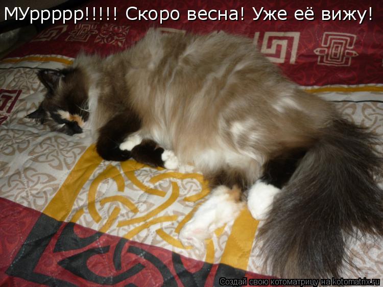 Котоматрица: МУррррр!!!!! Скоро весна! Уже её вижу!