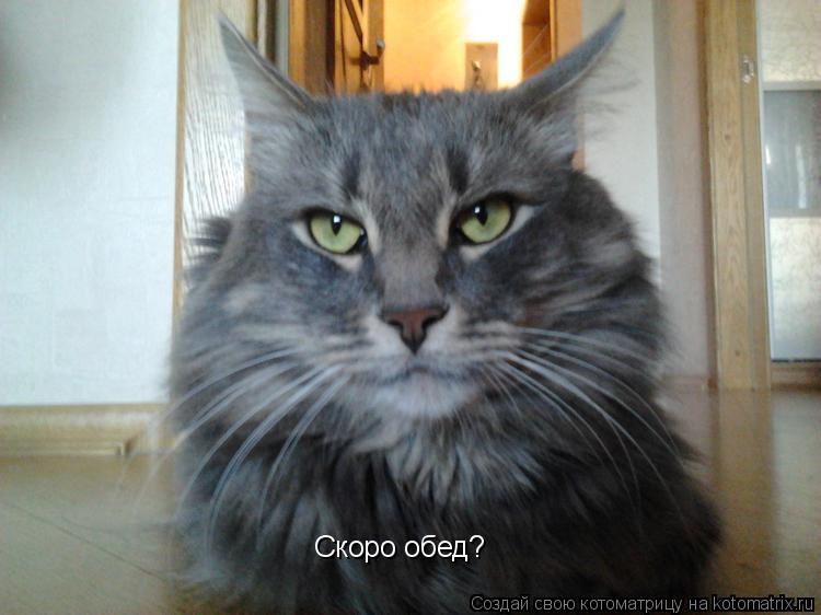Котоматрица: Скоро обед?