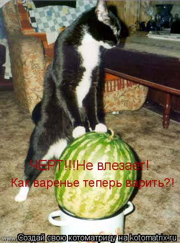 Котоматрица: Как варенье теперь варить?! ЧЕРТ!!!Не влезает!