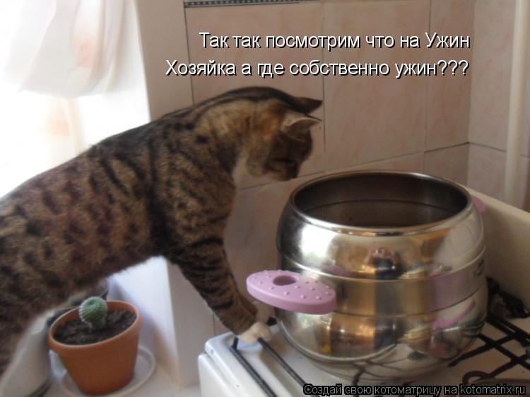 Котоматрица: Так так посмотрим что на Ужин Хозяйка а где собственно ужин???