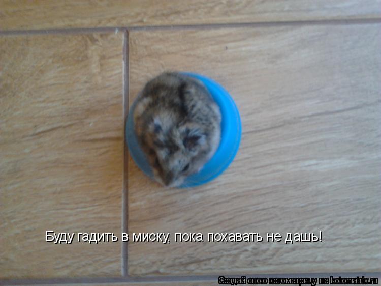 Котоматрица: Буду гадить в миску, пока похавать не дашь!