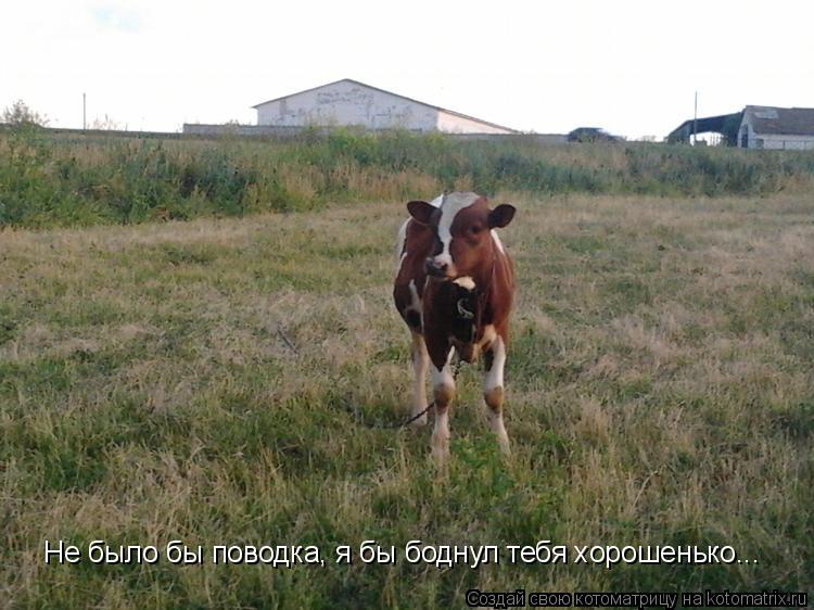 Котоматрица: Не было бы поводка, я бы боднул тебя хорошенько...