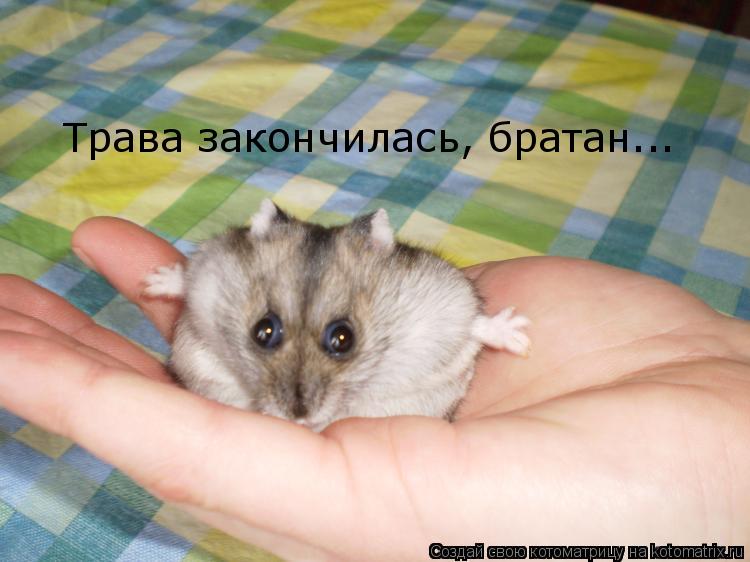 Котоматрица: Трава закончилась, братан...