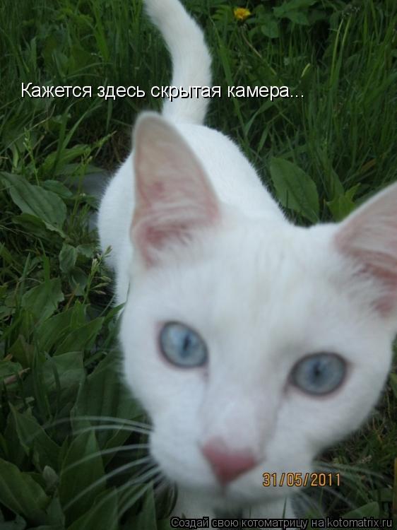 Котоматрица: Кажется здесь скрытая камера...
