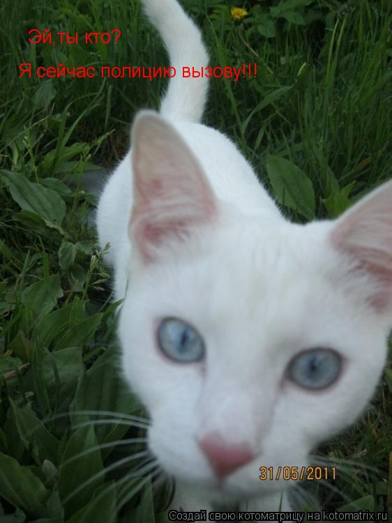 Котоматрица: Эй,ты кто? Я сейчас полицию вызову!!!