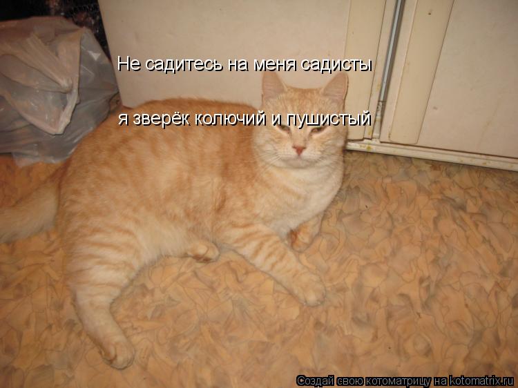 Котоматрица: Не садитесь на меня садисты  я зверёк колючий и пушистый