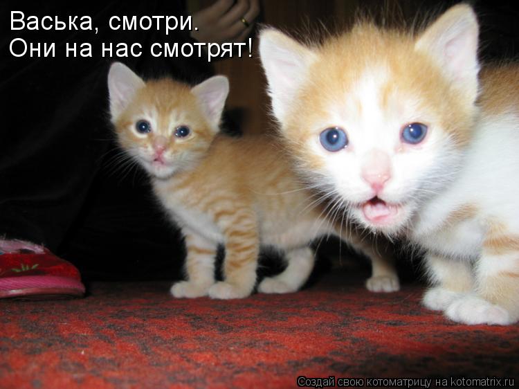 Котоматрица: Васька, смотри. Они на нас смотрят!