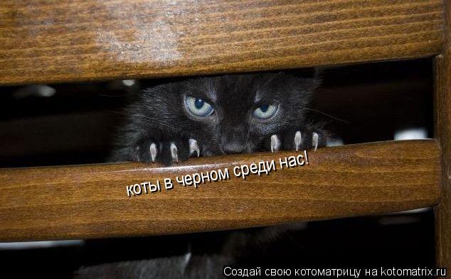 Котоматрица: коты в черном среди нас!