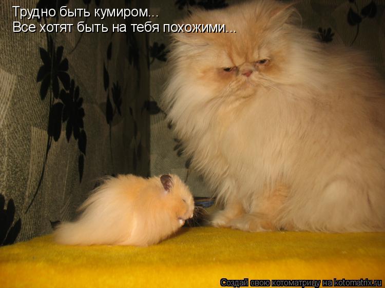 Котоматрица: Трудно быть кумиром... Все хотят быть на тебя похожими...