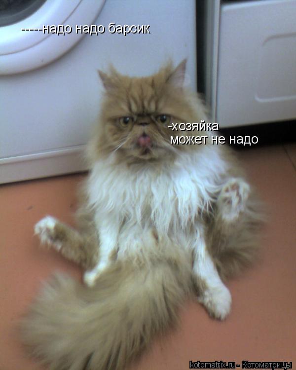 Котоматрица: -хозяйка -хозяйка может не надо -----надо надо барсик