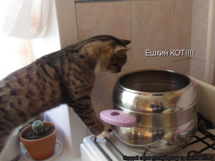 Котоматрица: Ешкин КОТ!!!!