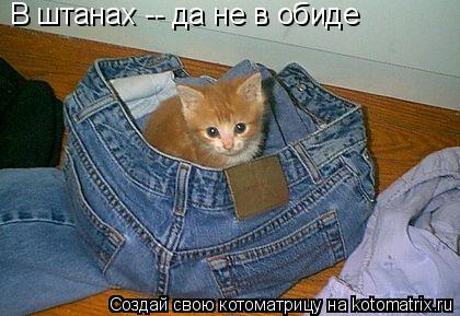 Котоматрица: В штанах -- да не в обиде