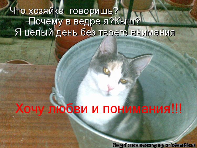 Котоматрица: Что хозяйка  говоришь?  -Почему в ведре я?Кыш? Я целый день без твоего внимания Хочу любви и понимания!!!