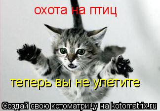 Котоматрица: охота на птиц теперь вы не улетите