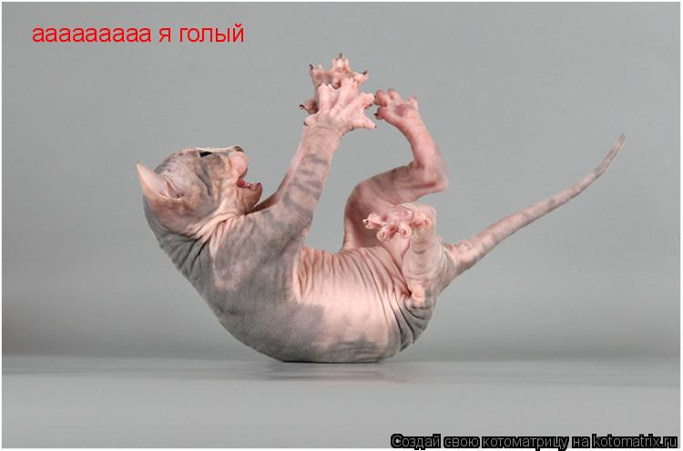 Котоматрица: ааааааааа я голый