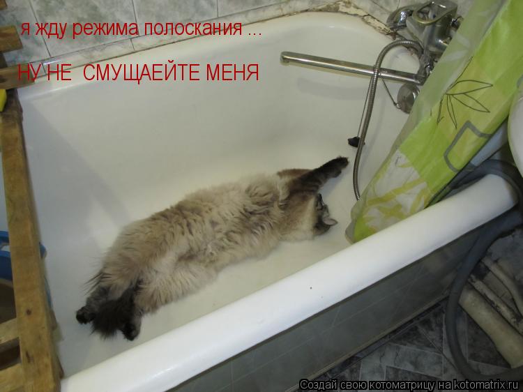 Котоматрица: я жду режима полоскания ... НУ НЕ  СМУЩАЕЙТЕ МЕНЯ