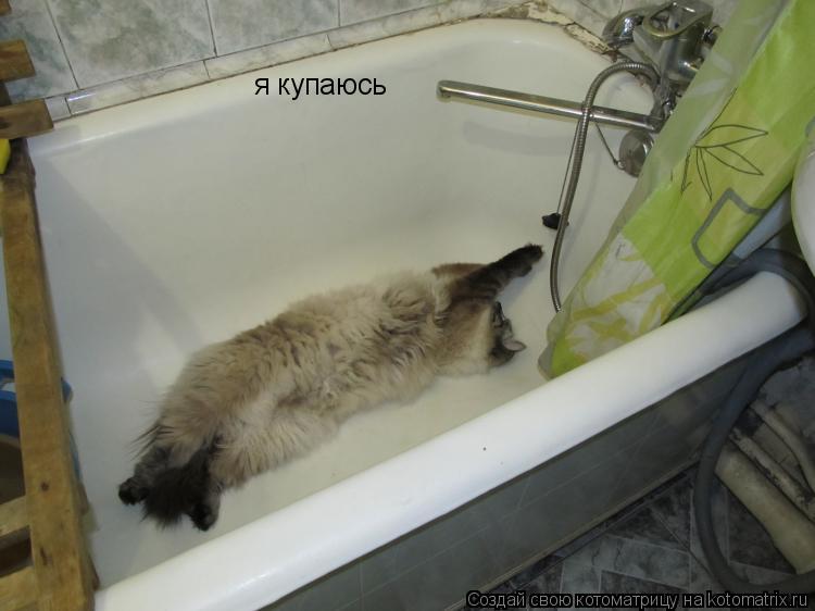 Котоматрица: я купаюсь