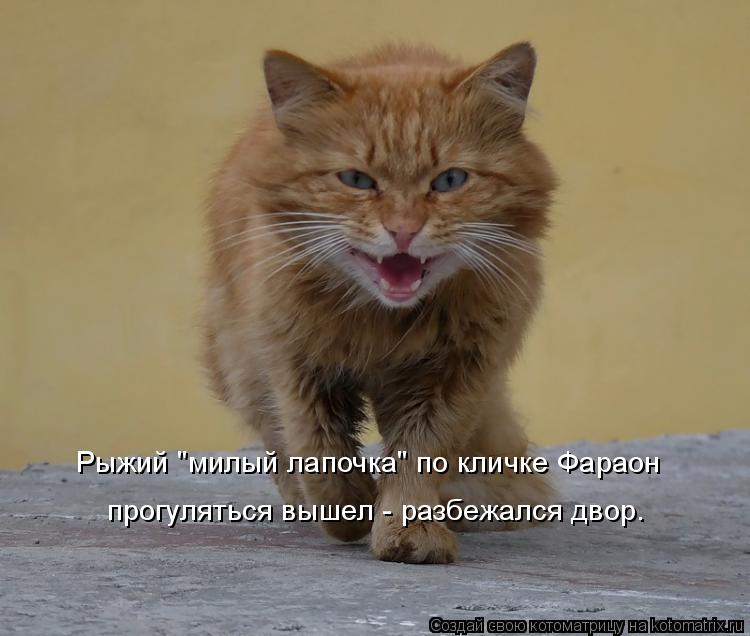 Котоматрица: Рыжий "милый лапочка" по кличке Фараон прогуляться вышел - разбежался двор.