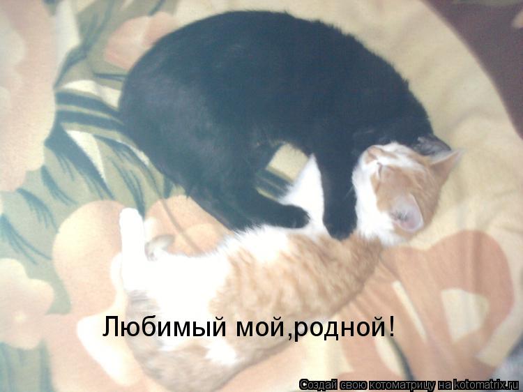 Котоматрица: Любимый мой,родной!