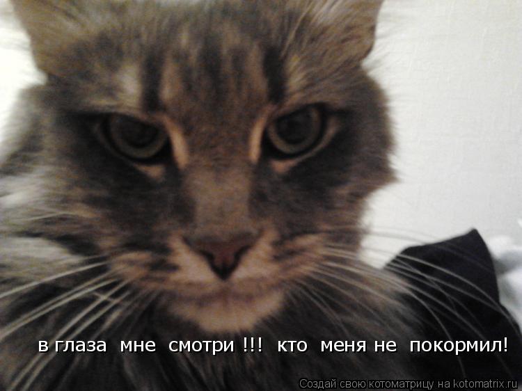 Котоматрица: в глаза  мне  смотри !!!  кто  меня не  покормил!