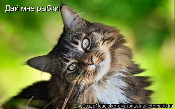 Котоматрица: Дай мне рыбки!
