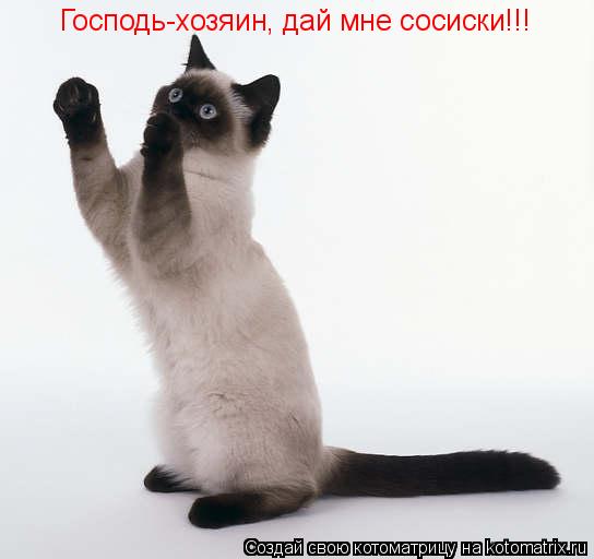 Котоматрица: Господь-хозяин, дай мне сосиски!!!