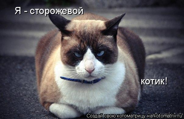 Котоматрица: Я - сторожевой котик!