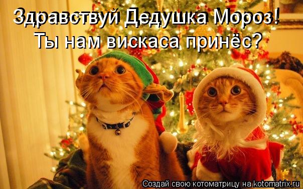 Котоматрица: Здравствуй Дедушка Мороз! Здравствуй Дедушка Мороз! Ты нам вискаса принёс? Ты нам вискаса принёс?