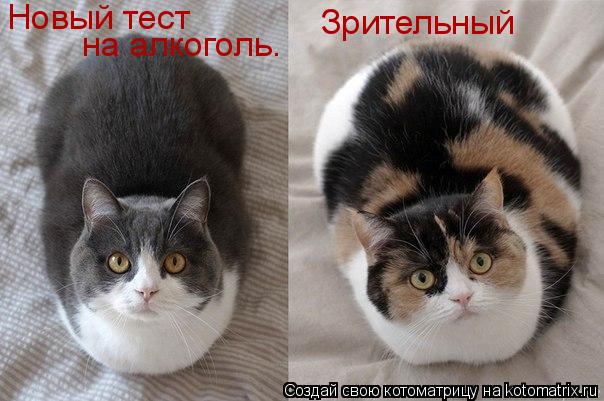 Котоматрица: Новый тест на алкоголь. Зрительный