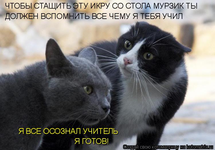 Котоматрица: ЧТОБЫ СТАЩИТЬ ЭТУ ИКРУ СО СТОЛА МУРЗИК ТЫ ДОЛЖЕН ВСПОМНИТЬ ВСЕ ЧЕМУ Я ТЕБЯ УЧИЛ Я ВСЕ ОСОЗНАЛ УЧИТЕЛЬ Я ГОТОВ!