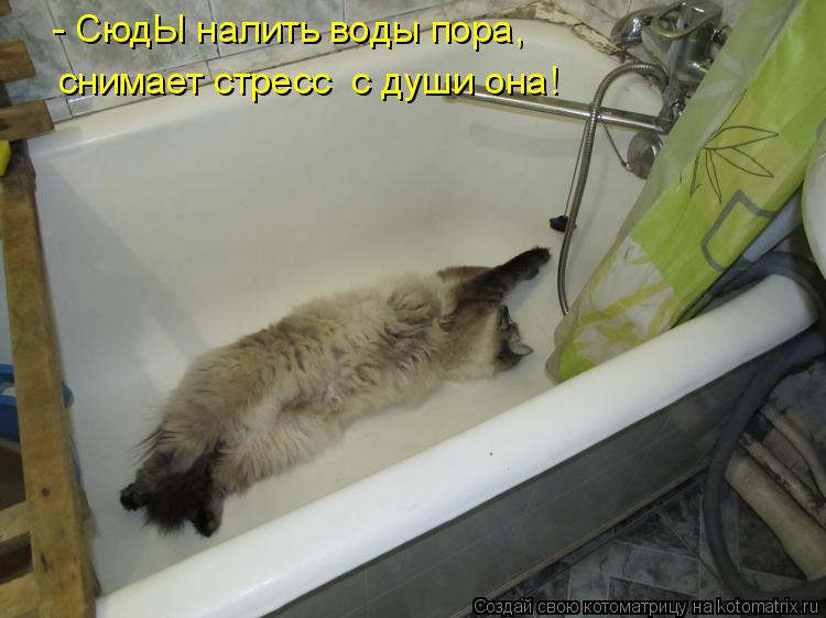 Котоматрица: - СюдЫ налить воды пора, снимает стресс  с души она!