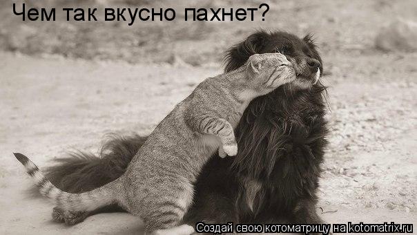 Котоматрица: Чем так вкусно пахнет?