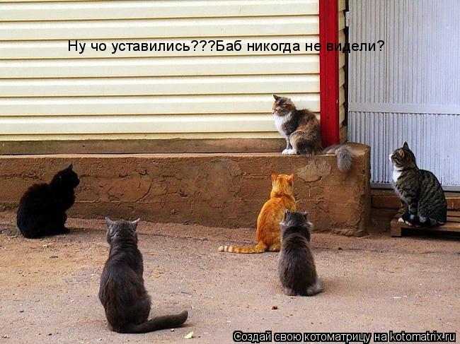 Котоматрица: Ну чо уставились???Баб никогда не видели?