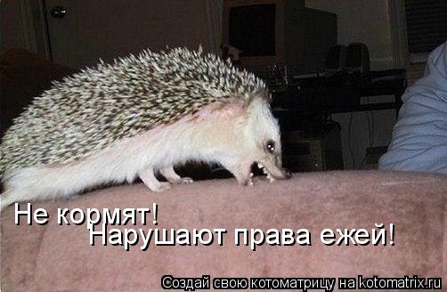 Котоматрица: Не кормят! Нарушают права ежей!