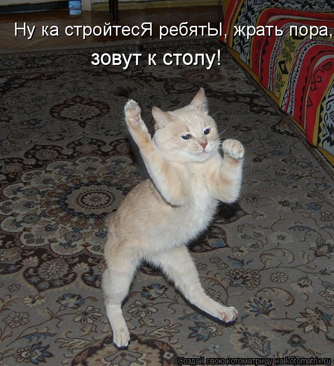 Котоматрица: Ну ка стройтесЯ ребятЫ, жрать пора,  зовут к столу!