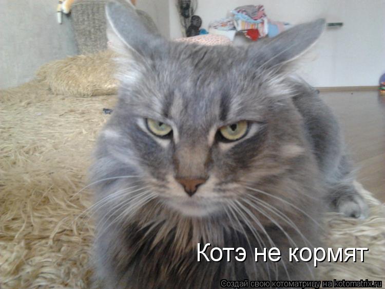 Котоматрица: Котэ не кормят