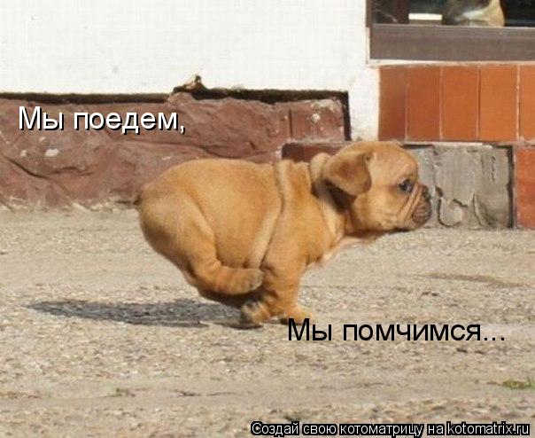 Котоматрица: Мы поедем, Мы помчимся...