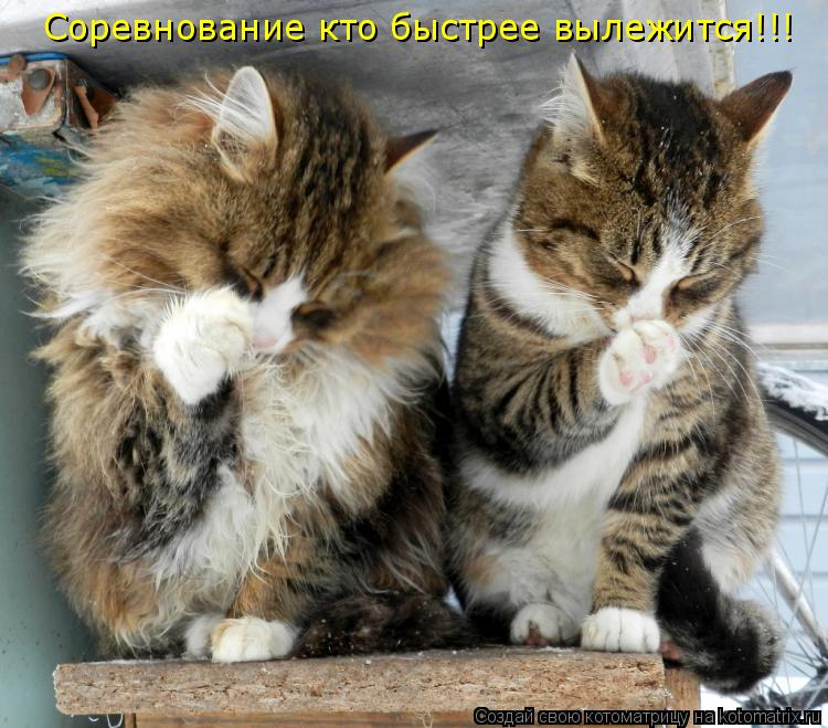Котоматрица: Соревнование кто быстрее вылежится!!!