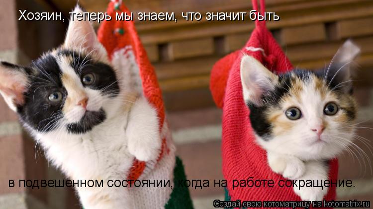 Котоматрица: Хозяин, теперь мы знаем, что значит быть  в подвешенном состоянии, когда на работе сокращение.
