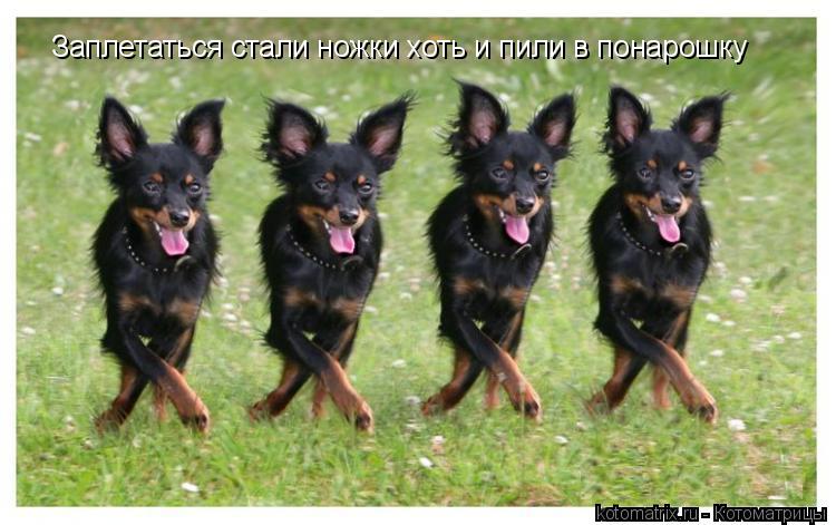 Котоматрица: Заплетаться стали ножки хоть и пили в понарошку