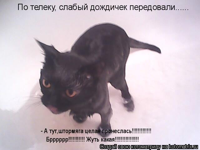 Котоматрица: По телеку, слабый дождичек передовали...... - А тут,штормяга целая пронеслась!!!!!!!!!!!!! Брррррр!!!!!!!!!!! Жуть какая!!!!!!!!!!!!!!!!
