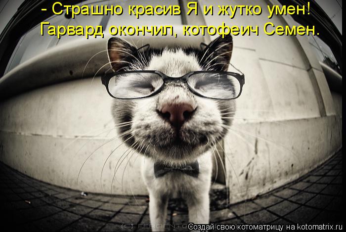 Котоматрица: - Страшно красив Я и жутко умен! Гарвард окончил, котофеич Семен.