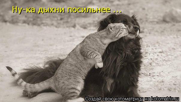 Котоматрица: Ну-ка дыхни посильнее ...