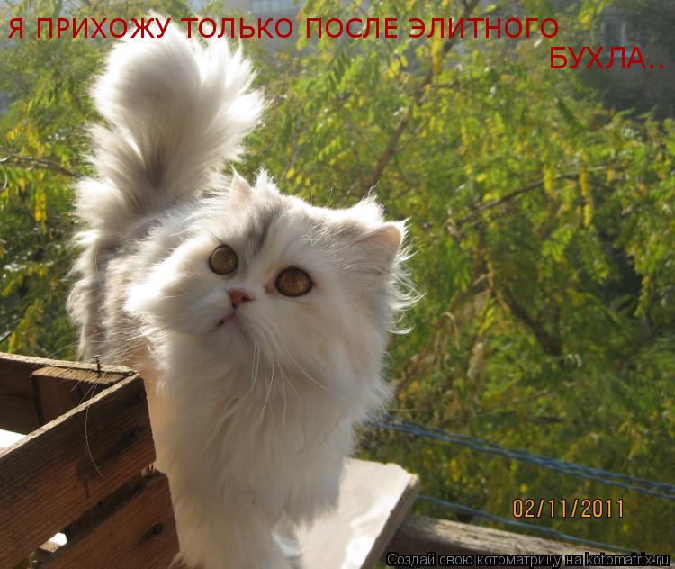 Котоматрица: Я ПРИХОЖУ ТОЛЬКО ПОСЛЕ ЭЛИТНОГО  БУХЛА..