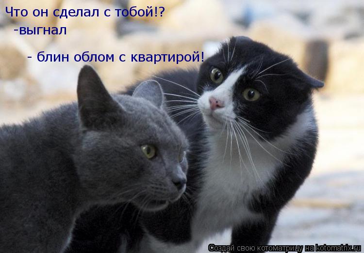 Котоматрица: Что он сделал с тобой!? -выгнал - блин облом с квартирой!