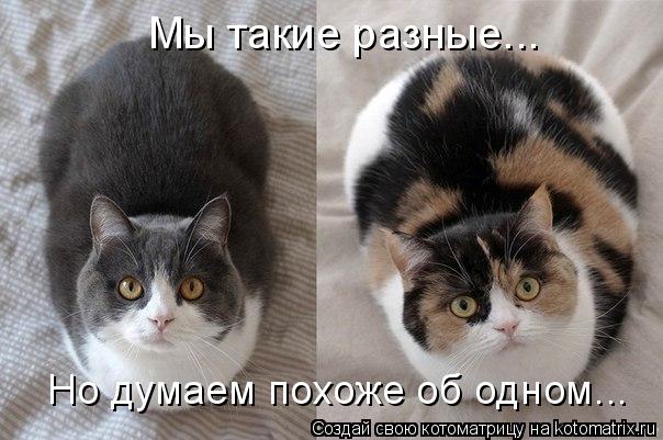 Котоматрица: Мы такие разные... Но думаем похоже об одном...