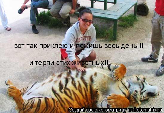 Котоматрица: вот так приклею и лежишь весь день!!! и терпи этих животных!!!